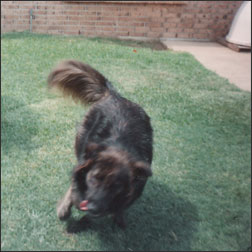 dog LP cover